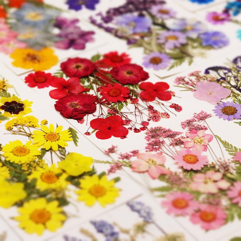Gerçek Doğal Preslenmiş Kurutu - Resin Craft Ideas incelemesi ve fiyatı