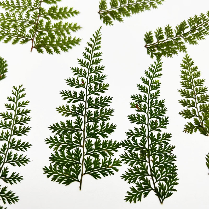 100 Adet Doğal Yağmur Eğrelti  - Resin Craft Ideas incelemesi ve fiyatı